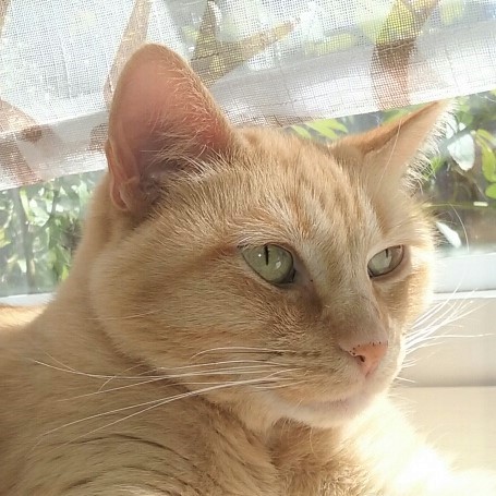 Portrait headshot of orange tabby cat Delia
