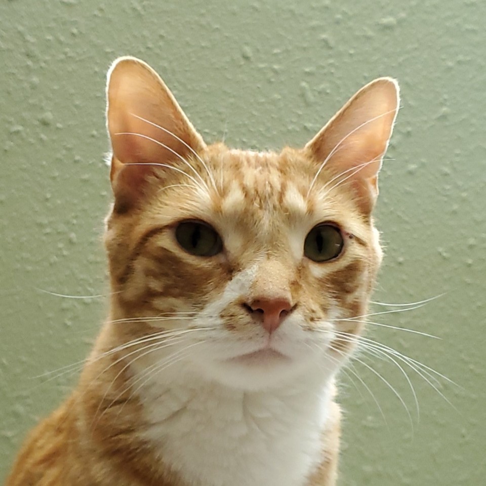 Portrait headshot of white and orange tabby cat Fabi