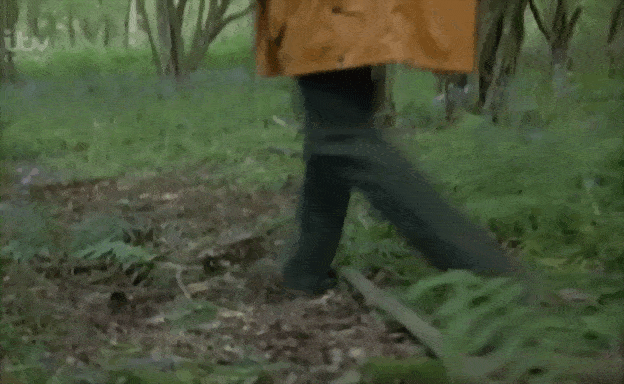 badger trapped into the woods