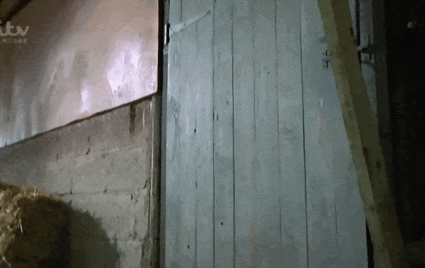 ostrich kicked across the barn